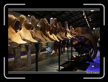 IMG_4469 * 850 x 608 * (225KB)