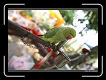 IMG_4898 * 850 x 608 * (224KB)
