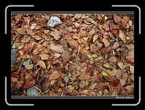 IMG_4907 * 850 x 608 * (243KB)