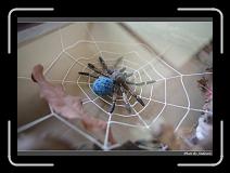 IMG_6003 * 850 x 608 * (220KB)