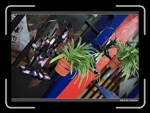 IMG_6748 * 900 x 644 * (271KB)