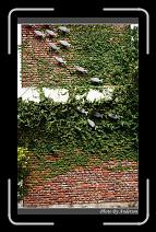 IMG_6754 * 600 x 966 * (296KB)