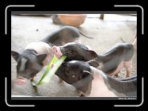 IMG_6974 * 900 x 644 * (242KB)