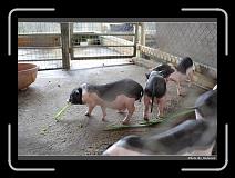 IMG_6977 * 900 x 644 * (282KB)