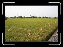IMG_7007 * 900 x 644 * (283KB)