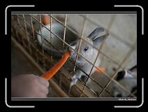 IMG_7110 * 900 x 644 * (264KB)