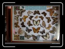 IMG_7145 * 900 x 644 * (272KB)