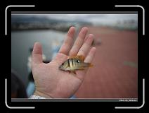 IMG_7833 * 900 x 644 * (227KB)
