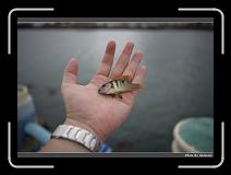 IMG_7834 * 900 x 644 * (214KB)