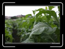 IMG_9607 * 900 x 644 * (293KB)