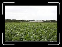 IMG_9609 * 900 x 644 * (296KB)