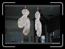IMG_0232 * 900 x 644 * (225KB)