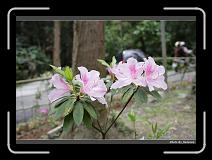 IMG_1742 * 900 x 644 * (275KB)