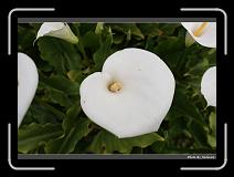 IMG_1771 * 900 x 644 * (283KB)