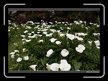 IMG_1773 * 900 x 644 * (292KB)