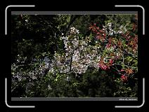 IMG_1851 * 900 x 644 * (295KB)
