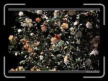 IMG_1854 * 900 x 644 * (290KB)