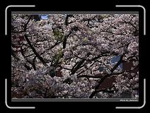 IMG_1859 * 900 x 644 * (300KB)