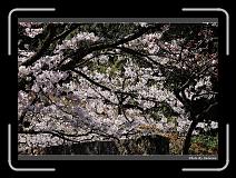IMG_1867 * 900 x 644 * (300KB)