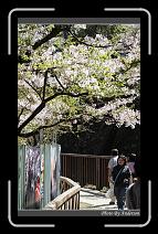 IMG_1916 * 600 x 966 * (298KB)