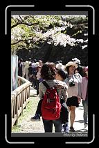 IMG_1919 * 600 x 966 * (284KB)