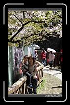 IMG_1927 * 600 x 966 * (293KB)