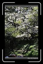 IMG_1930 * 600 x 966 * (297KB)