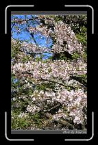 IMG_1949 * 600 x 966 * (294KB)