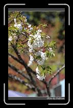 IMG_1955 * 600 x 966 * (275KB)