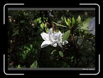 IMG_1968 * 900 x 644 * (293KB)