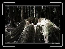 IMG_1970 * 900 x 644 * (284KB)