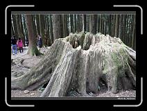 IMG_1972 * 900 x 644 * (290KB)