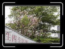 IMG_2091 * 900 x 644 * (298KB)