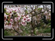 IMG_2095 * 900 x 644 * (281KB)