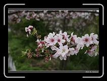 IMG_2110 * 900 x 644 * (268KB)