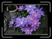 IMG_2431 * 900 x 644 * (293KB)