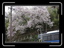 IMG_2466 * 900 x 644 * (293KB)