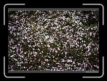 IMG_2571 * 900 x 644 * (293KB)