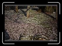 IMG_2577 * 900 x 644 * (297KB)