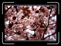 IMG_2579 * 900 x 644 * (294KB)