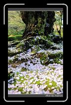 IMG_2607 * 600 x 966 * (293KB)