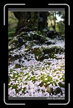 IMG_2608 * 600 x 966 * (283KB)