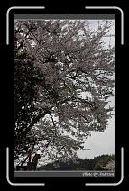 IMG_3091 * 600 x 966 * (293KB)