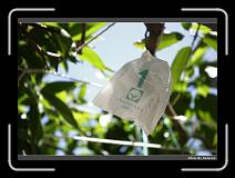 IMG_3780 * 900 x 644 * (282KB)