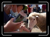 IMG_5376 * 900 x 644 * (285KB)