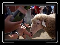 IMG_5377 * 900 x 644 * (291KB)
