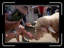 IMG_5378 * 900 x 644 * (298KB)