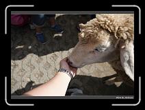 IMG_5380 * 900 x 644 * (267KB)