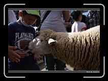 IMG_5392 * 900 x 644 * (274KB)