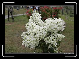 IMG_5943 * 900 x 644 * (300KB)